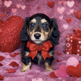 Cupid - Black and cream male Dachshund puppy in Poteau, Oklahoma from Sisters Dazzling Dachshunds