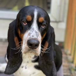 Winston - Basset Hound