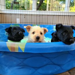 Scottish Terrier Puppies from Nicole's Scottish Terriers