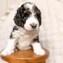 Bernedoodle, Bernese Mountain Dog, and Goldendoodle Puppies from Red Door Canines