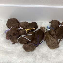 Girl 3 - female Goldendoodle puppy in Waskom, Texas from Pearls & Curls doodles & poodles