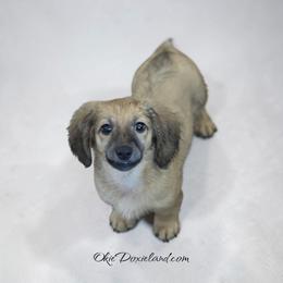 Marley - Cream male Dachshund puppy in Oklahoma City, Oklahoma from OkieDoxieland Dachshunds