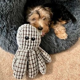 Assorted Doodle Crosses, Double Doodle, Maltipoo, Morkie, and Yorkipoo Puppies from Danza Bolo