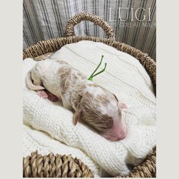 Goldendoodle Puppies from MAGNOLIA FARM DOODLES