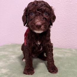 Olandria - Chocolate female Goldendoodle puppy in Moreno Valley, California from Rainbow SoCal Doodles
