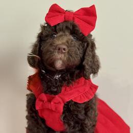 Mint - Sable female Poodle puppy in Twin Lake, Michigan from Paige's Poodles