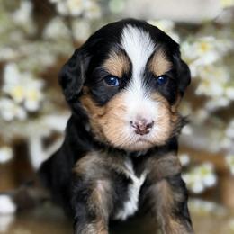 Savannah - purple collar - Tri-color female Bernedoodle puppy in Yuciapa, California from AlltheDoodlez_