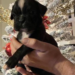 Girl 2 - Brindle Boxer puppy in Mooresboro, North Carolina from Echo Hollow Kennels Boxers and Boarding LLC