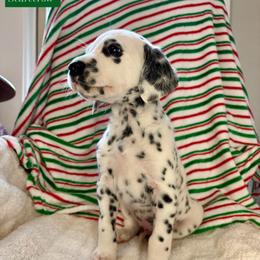 Scarecrow - White and black male Dalmatian puppy in Chehalis, Washington from Dalmatian Vacation