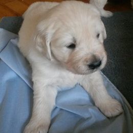 Golden Retrievers from Lakeside White Goldens