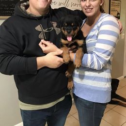 Rottweiler Puppies from Alpha Co. Rottweilers