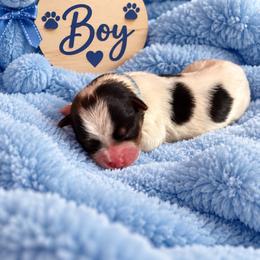 Blue Collar - Black and white male Shorkie puppy in Staten Island, New York from Sensational Shorkies