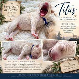 Cartwright's Titus Saved by Grace - White male Poodle puppy in Albany, Kentucky from Impressive Cartwright Standards