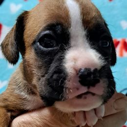 Red boy - Fawn male Boxer puppy in Franklin, Georgia from Lakeside Kennels of Franklin