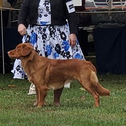 Draco  - Nova Scotia Duck Tolling Retriever