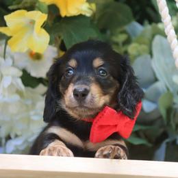 Boy 1 - male Dachshund puppy in Woodbine, Georgia from Walker's Minidachs