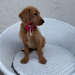 Suka - Apricot female Goldendoodle puppy in Davie, Florida from Daviegoldendoodles
