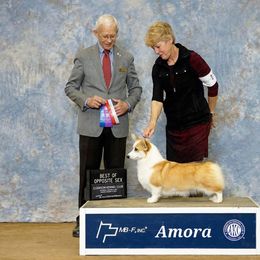 Pembroke Welsh Corgi Puppies from Cattal Corgis