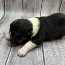 Blue Collar Boy Buddy - Black and tan male Pembroke Welsh Corgi puppy in Paris, Kentucky from Flat Run Corgis