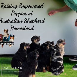 Australian Shepherd Puppies from Australian Shepherd Homestead