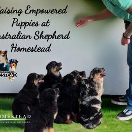 Australian Shepherd Puppies from Australian Shepherd Homestead