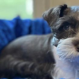 Miniature Schnauzers and Shih Tzus from Sun Rise Kennel