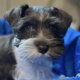 Miniature Schnauzers and Shih Tzus from Sun Rise Kennel