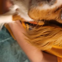 Cavalier King Charles Spaniels and Goldendoodles from Kat and Kadoodles