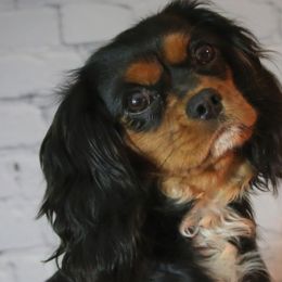 Cavachons, Cavalier King Charles Spaniels, Cavapoos, and Goldendoodles from Manoka's Honeybee