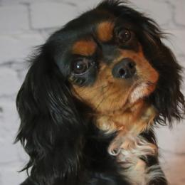 Cavachons, Cavalier King Charles Spaniels, Cavapoos, and Goldendoodles from Manoka's Honeybee