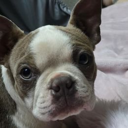 Lillie - Boston Terrier