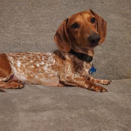 Cinnamon - Piebald female Dachshund puppy in Edwards, Missouri from Weiner Warriors