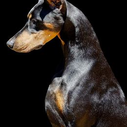 Doberman Pinschers from Pheonix Dobermans