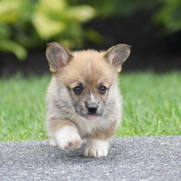 Honey - Red female Pembroke Welsh Corgi puppy in Lititz, Pennsylvania from GoldStar Corgis (License Number 18519)