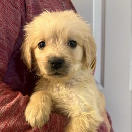 Bentley - Light golden male Golden Retriever puppy in Seville, Ohio from Retriever Ranch