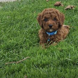 Ollie - Red  male Poodle puppy in Queens, New York from Pawfect Soul Puppies