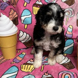 Brutus - White and black male Bordoodle puppy in Republic, Missouri from Holland Hilltop Farm