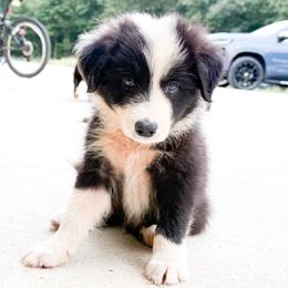 BK SILHOUETTE (Sombyr) - Black and white male Border Collie puppy in Brazil, Indiana from Brilliant Kennels