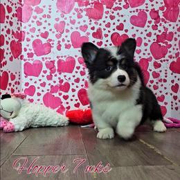 Hopper - Black and white male American Corgi puppy in Mansfield, Ohio from Moonrise corgis