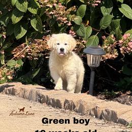 Green boy - Light golden male Golden Retriever puppy in Knoxville, Tennessee from Autumn Lane Goldens