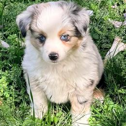 Lilly - Blue merle female Toy Australian Shepherd puppy in Blacksburg, South Carolina from Blue’s Family Aussies/Rustic Rose Toy Australian Shepherds