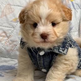 M2 010426 - Cream male Maltipoo puppy in Bakersfield, California from Silvia's Maltipoos