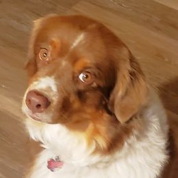 Lucy (Lulu) - Australian Shepherd