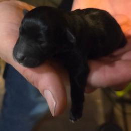 Zuma - Black male Miniature Schnauzer puppy in Elgin, Iowa from Firefly Stables