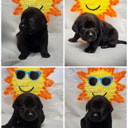 Girl 1 - Black female Labrador Retriever puppy in Holyoke, Massachusetts from Urban Oak Labradors LLC