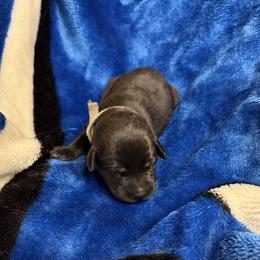 Black girl 4 - Black female Labrador Retriever puppy in Hebron, Indiana from Farm Creek Retrievers