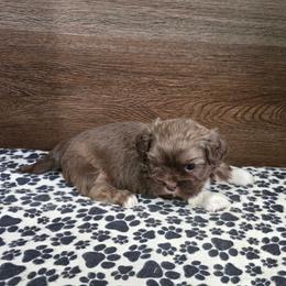 Trixy Boy 1 - Liver male Shih Tzu puppy in Meadows Of Dan, Virginia from Walt’s Shih Tzus