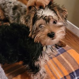 Assorted Doodle Crosses, Double Doodle, Maltipoo, Morkie, and Yorkipoo Puppies from Danza Bolo