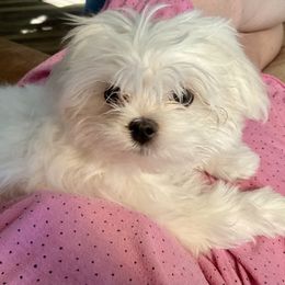 Maltese, Morkie, and Yorkshire Terrier Puppies from Cottonwood Maltese & Yorkies