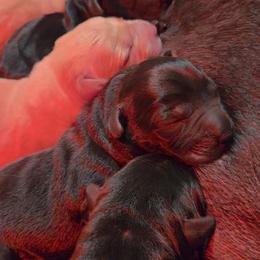 Male 1 - Black male Labrador Retriever puppy in Andrews, South Carolina from Leyland Cypress Retrievers